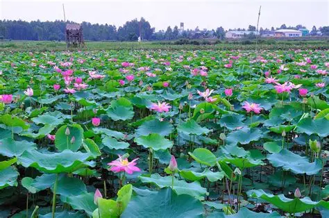 Chuyển phát nhanh đồng tháp